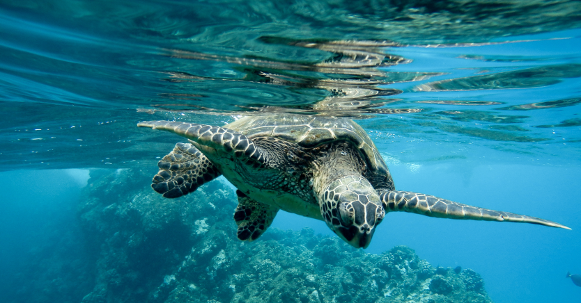 Ask Dr. Jenn: Do Straws Really Kill Sea Turtles?